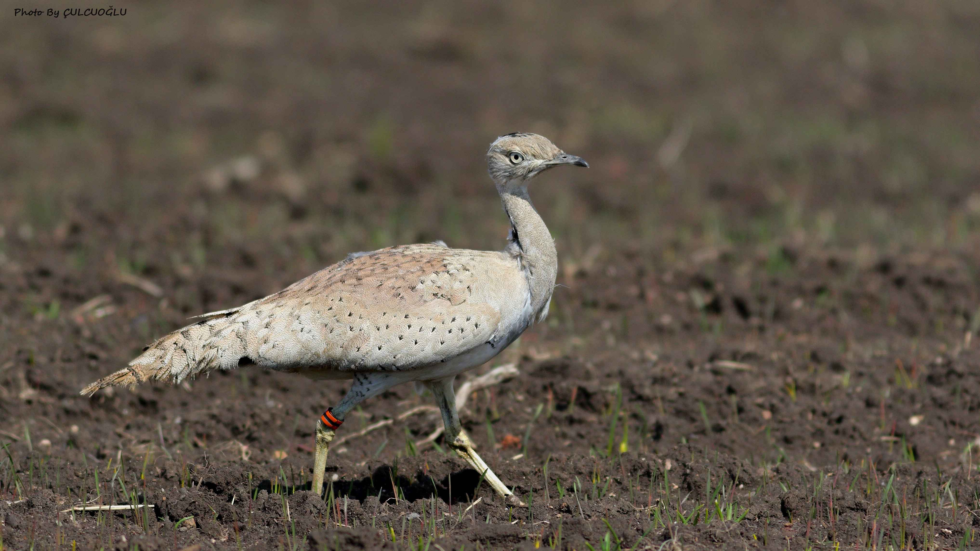 Macqueen's Bustard